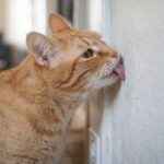 Dlaczego kot liże ścianę – zachowanie dziwne czy sygnał ostrzegawczy